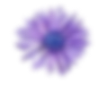 Purple Flower